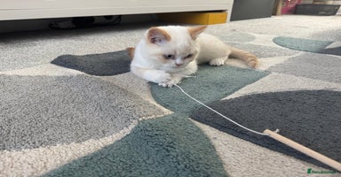 British Shorthair cats - Advert 1