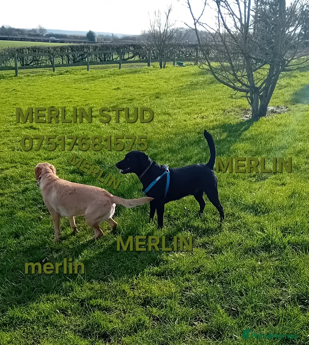 Labrador Retriever dogs for stud: PROVEN LABRADOR FOR STUD PROVEN  in Wolverhampton - Advert 14