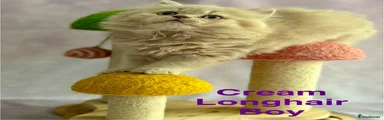 Cream Longhair Boy