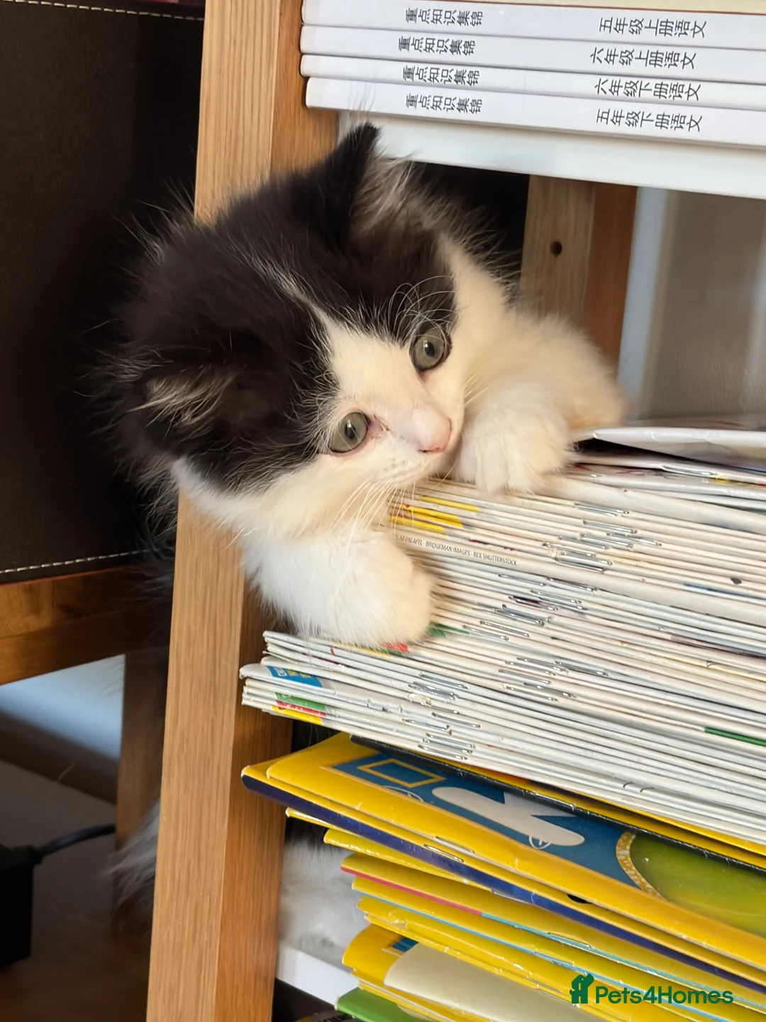 Mixed Breed cats for sale: Ragdoll & Kurilian bobtail mixed - Advert 11