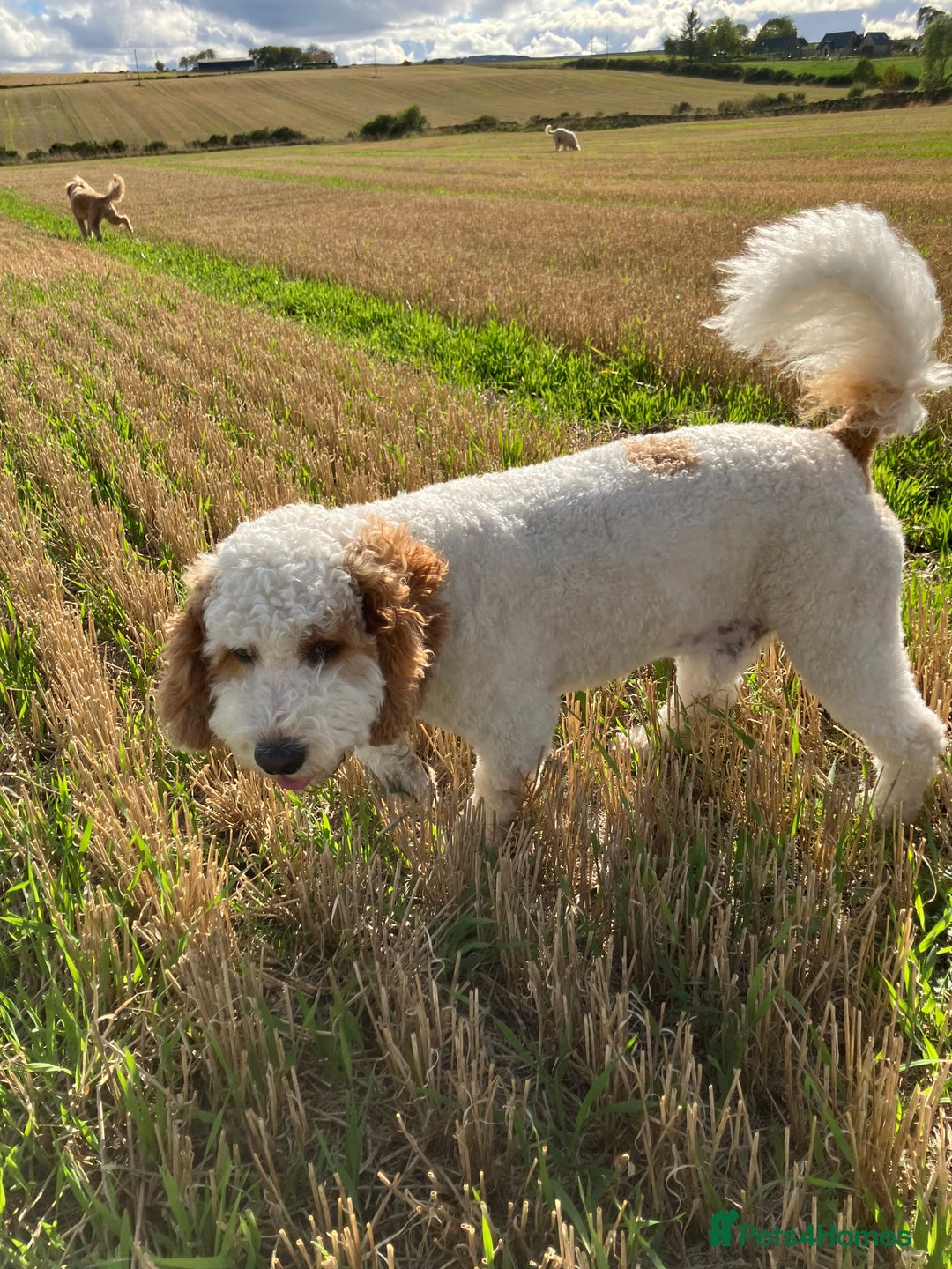 Labradoodle dogs for stud: For stud - Image 6