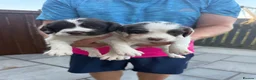 English Springer Spaniel dogs for sale: Quality English Working Springer Spaniel Puppies - Advert 7
