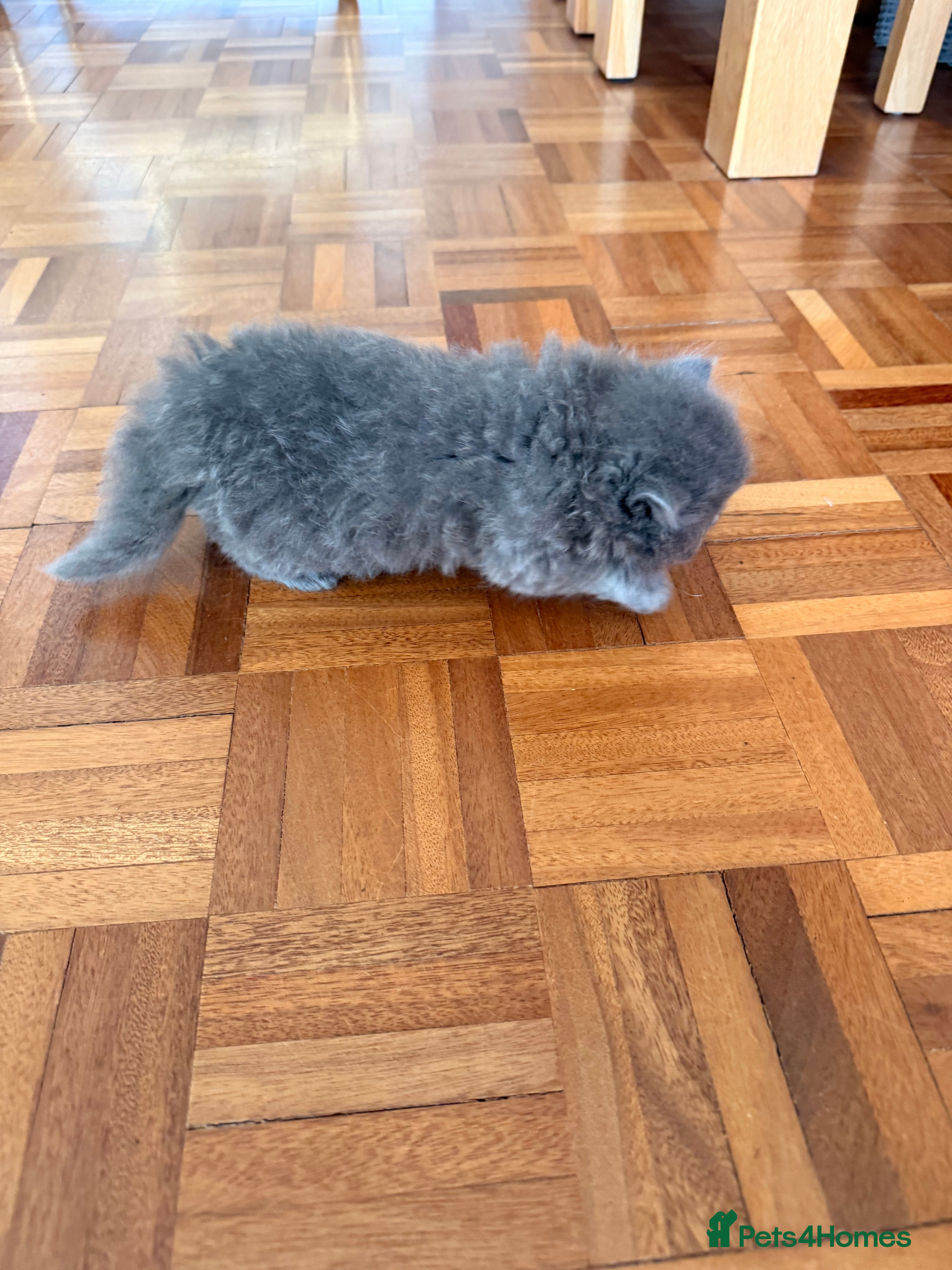 Scottish Fold cats for sale: Beautiful Rainbow litter available to reserve - Advert 12