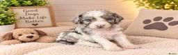 Cockapoo dogs for sale: Stunning cockapoos - Advert 10