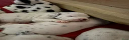 Dalmatian dogs for sale: Eagerly Awaited Litter Now Here 💫 - Advert 13