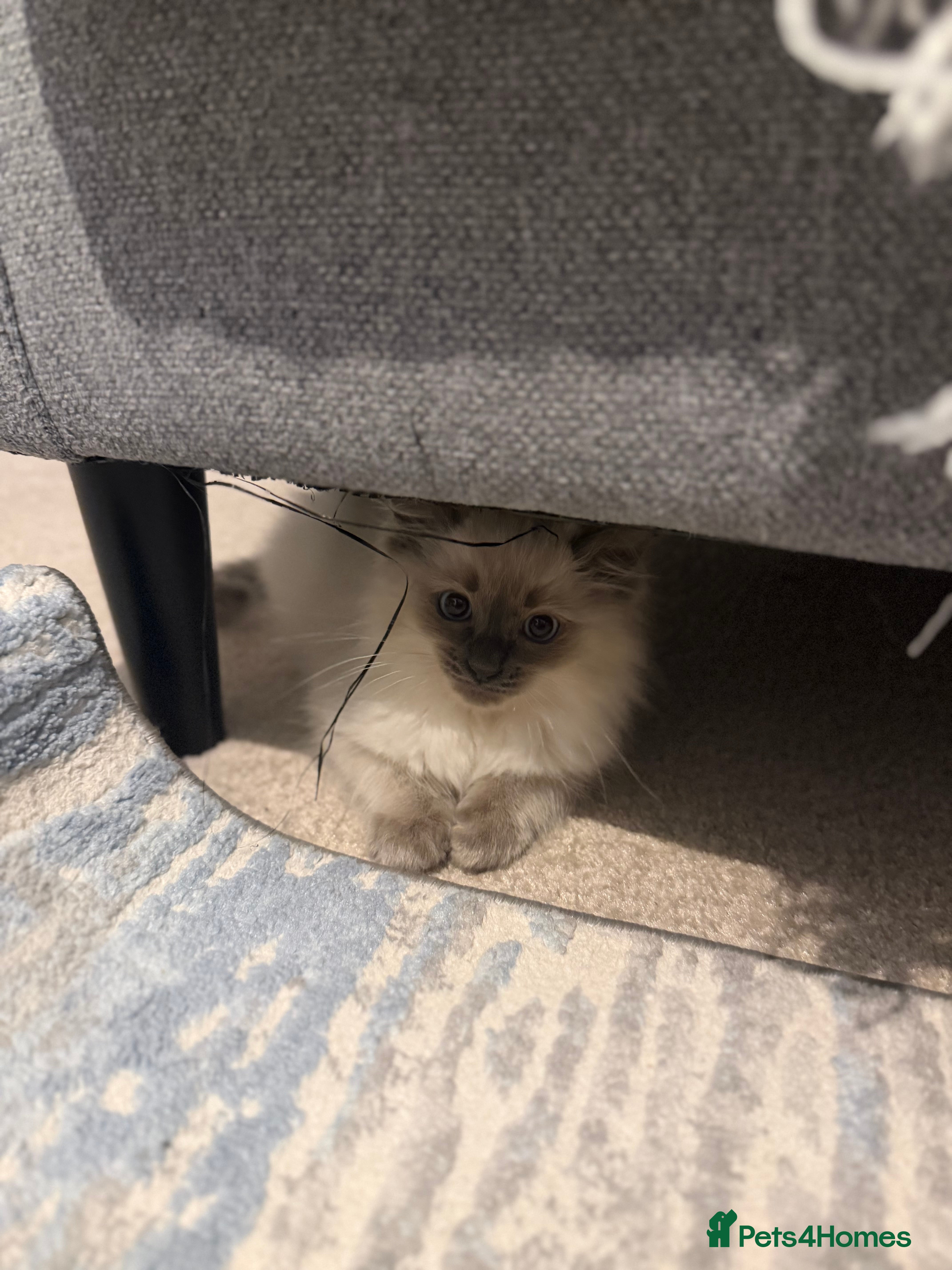 Ragdoll cats Pure Ragdoll Kitten - Advert 1