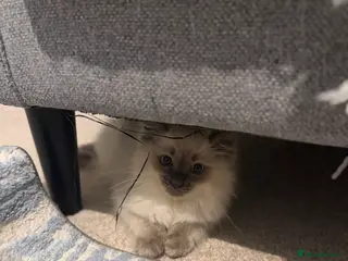 Ragdoll cats Pure Ragdoll Kitten - Advert 2