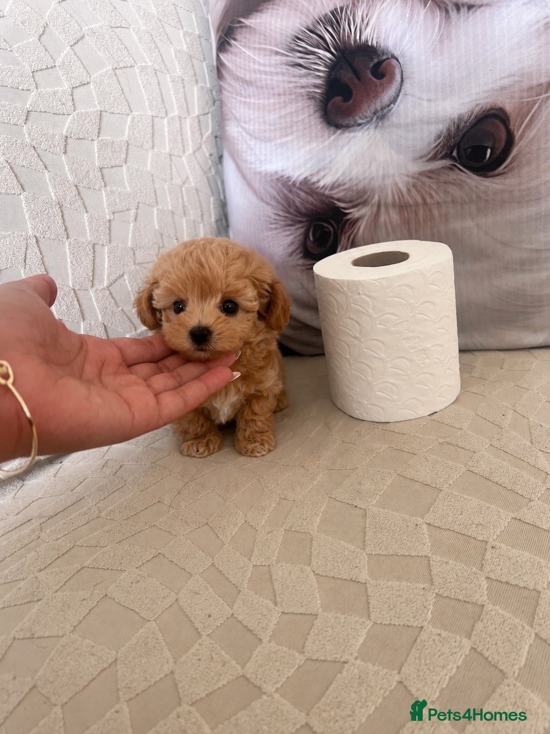 Maltipoo dogs Asian Maltipo Puppies XS Teddy Bear Faces Expected - Advert 7