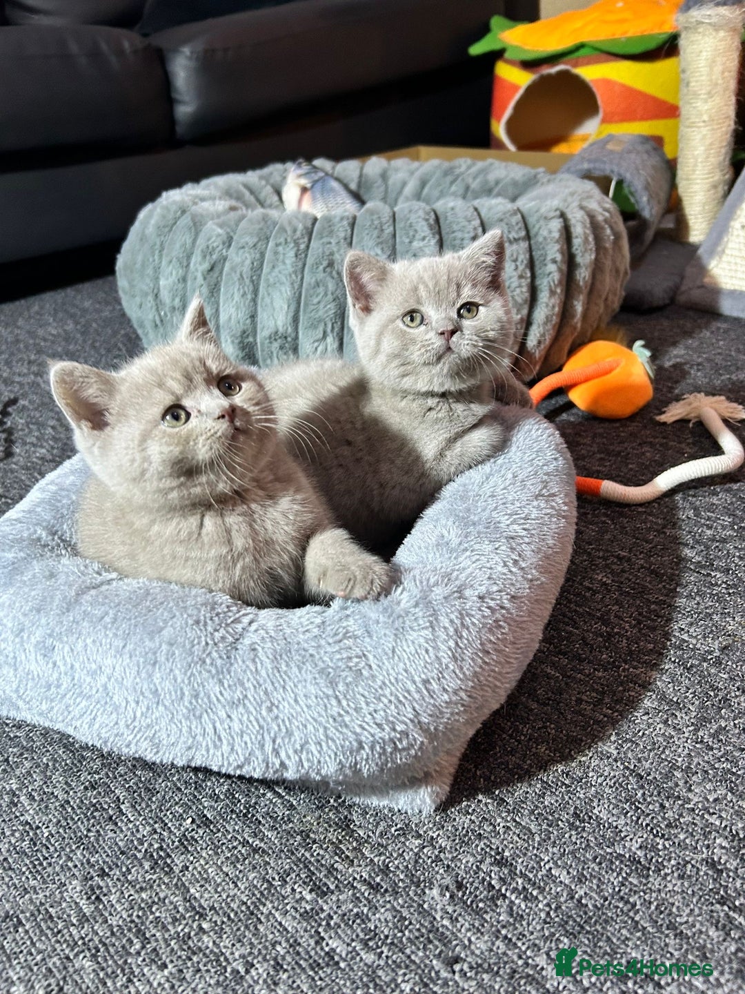 British Shorthair cats for sale: Stunning British Shorthair Lilac are available  - Advert 22