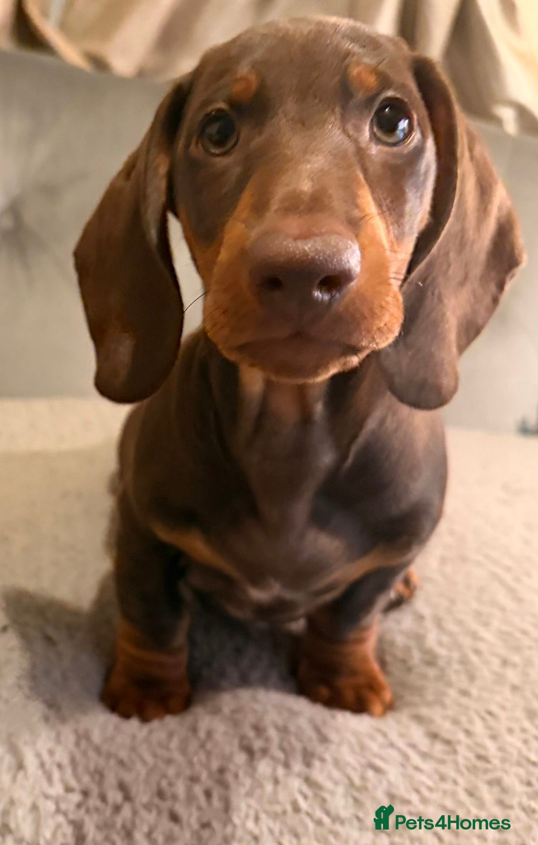 Dachshund dogs for sale: Standard dachshund puppies - Advert 14