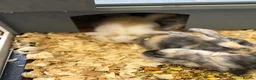 Mini Lop rabbits for sale: Mini lops  in Gravesend - Advert 3