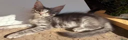 Maine Coon cats for sale: Maine coon kittens 🐱  in London - Advert 4