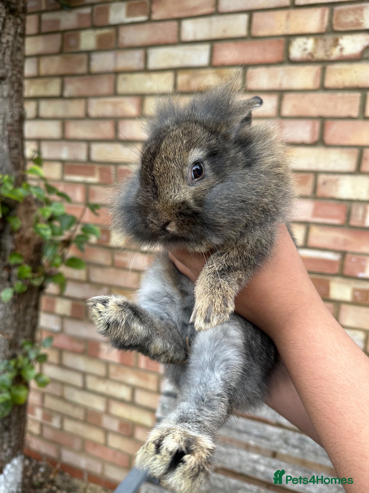 Mixed Breed rabbits Baby Bunnies! - Advert 2