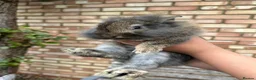 Mixed Breed rabbits for sale: Baby Bunnies! - Advert 2