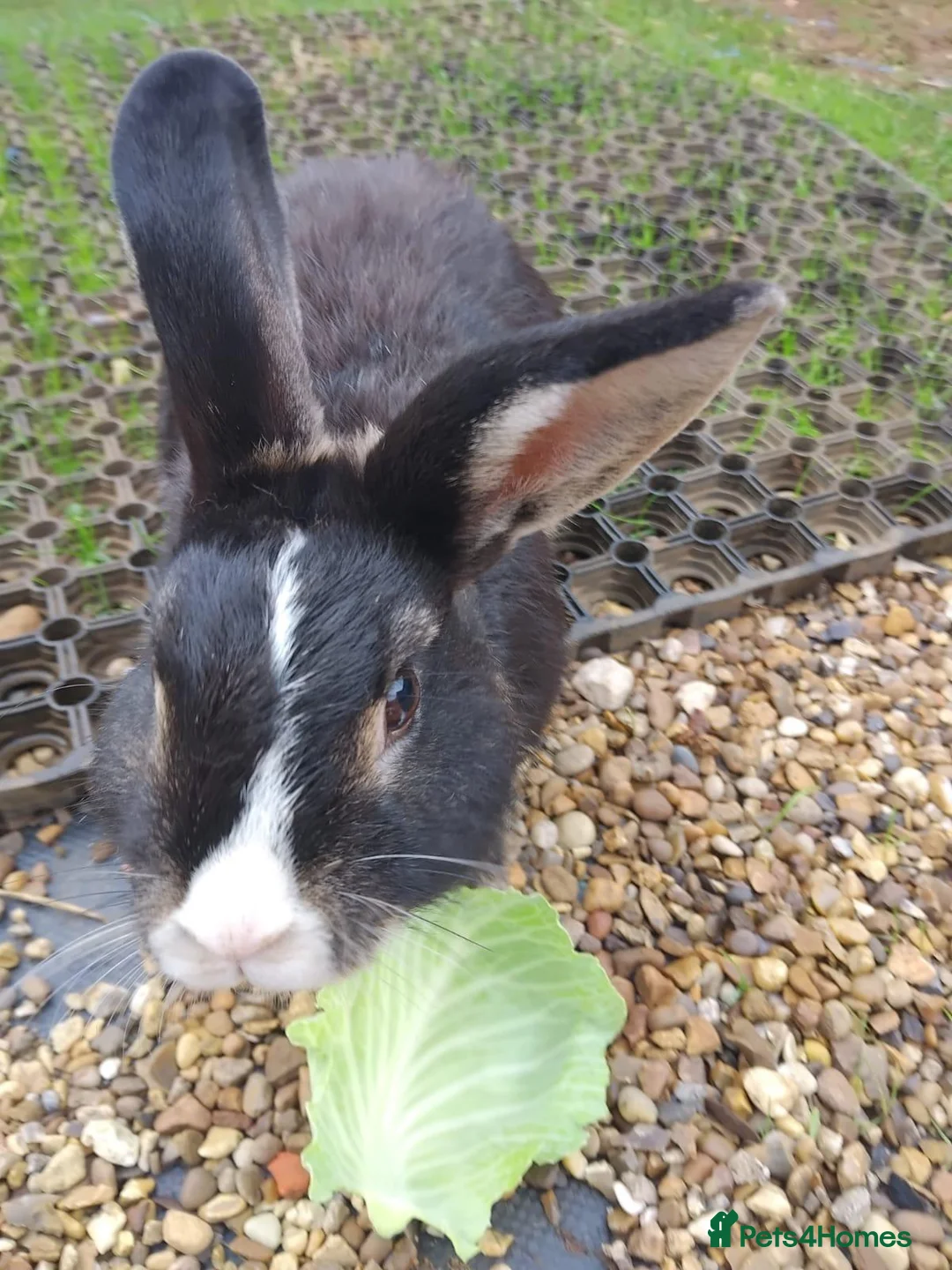 Dutch rabbits for sale: Dutch  - Advert 10