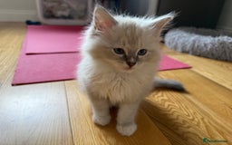 Ragdoll cats for sale: Two beautiful kittens - Image 8