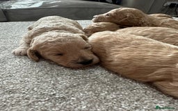Poochon dogs for sale: F1 Poochon Puppies  - Image 5