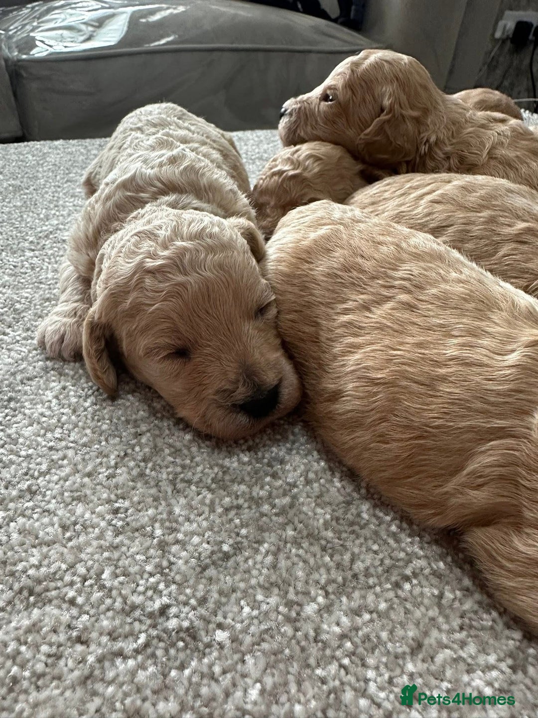 Poochon dogs for sale: F1 Poochon Puppies  - Image 5