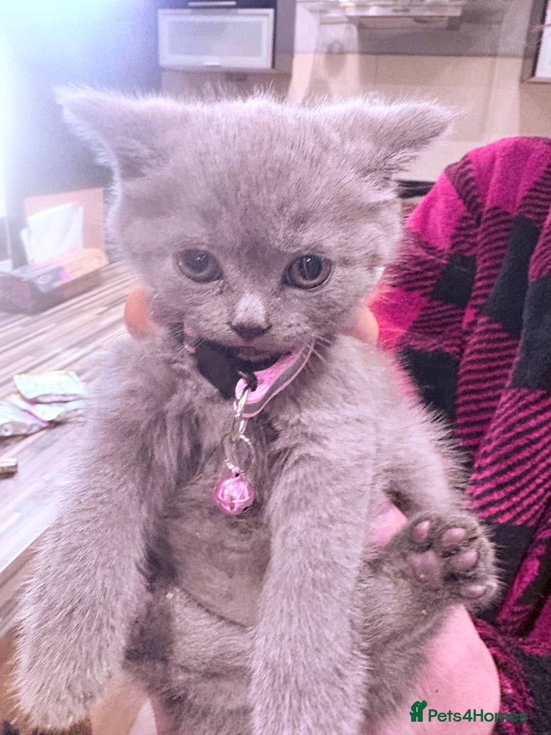 British Shorthair cats for sale: British Shorthair kittens  - Advert 12