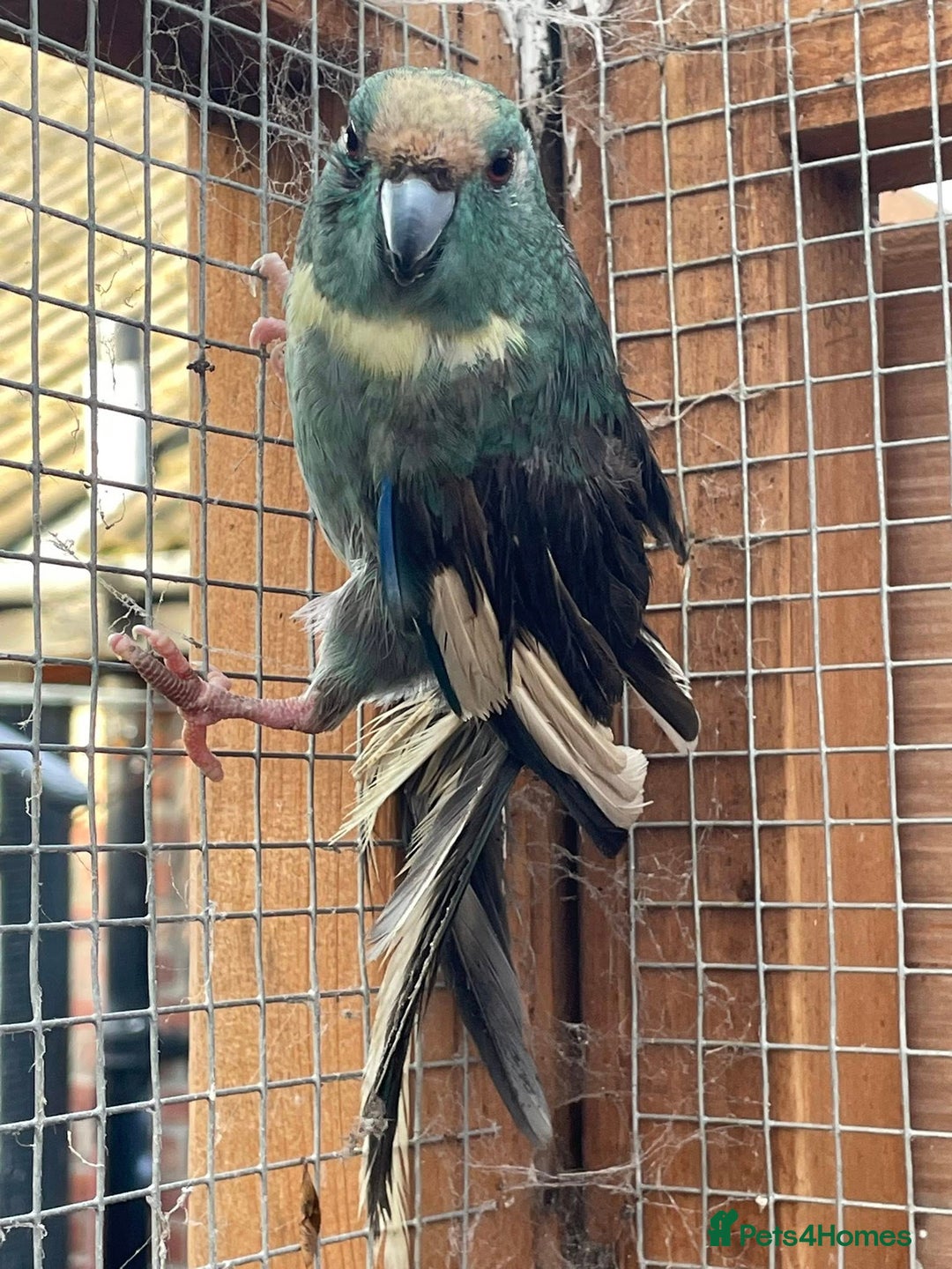 Parrots birds for sale: `Kakariki Pair of blues - Advert 8