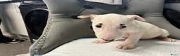 English Bull Terrier dogs for sale: Two beautiful English bull terrier puppies  - Advert 5