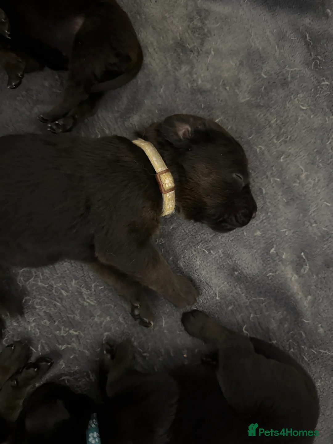 Mixed Breed dogs for sale: Beautiful chunky puppies in Christchurch - Advert 2