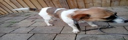 Jack Russell dogs for sale: jack russle  - Advert 4
