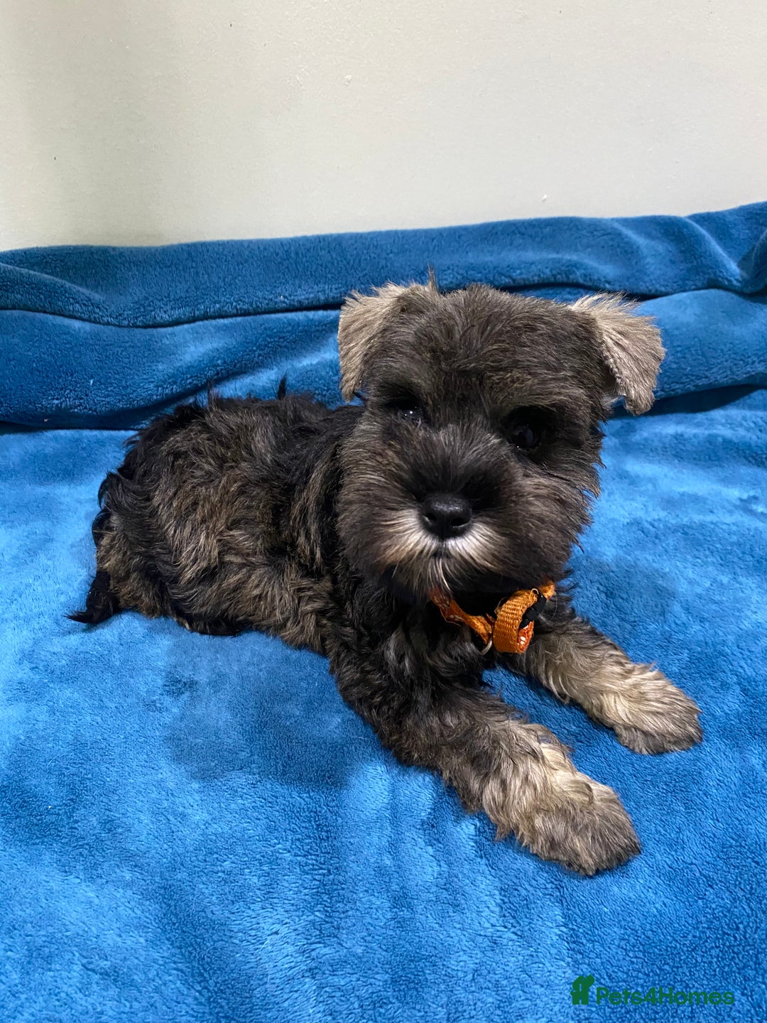 Miniature Schnauzer dogs for sale: Miniature schnauzer puppies  - Advert 1