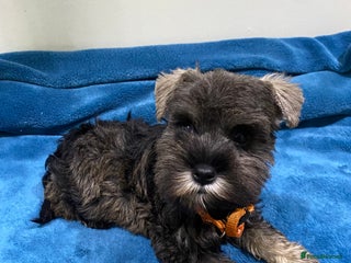 Miniature Schnauzer dogs Miniature schnauzer puppies - Advert 2