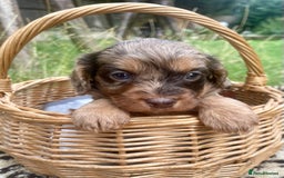 Cavapoo dogs for sale: Stunning Cavapoo babies  - Image 23