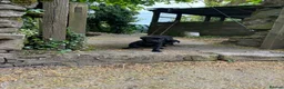 Labrador Retriever dogs for sale: gamekeeper has 2 gorgeous labradors left - Advert 3