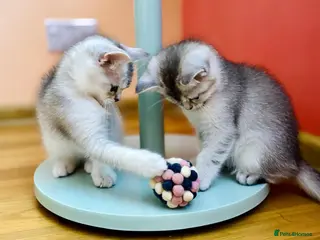 Scottish Fold cats 💛🩶💜 Adorable kittens BSH/ SFSH - Advert 2