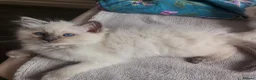 Ragdoll cats for sale: Adorable playful kittens for sale - Advert 19
