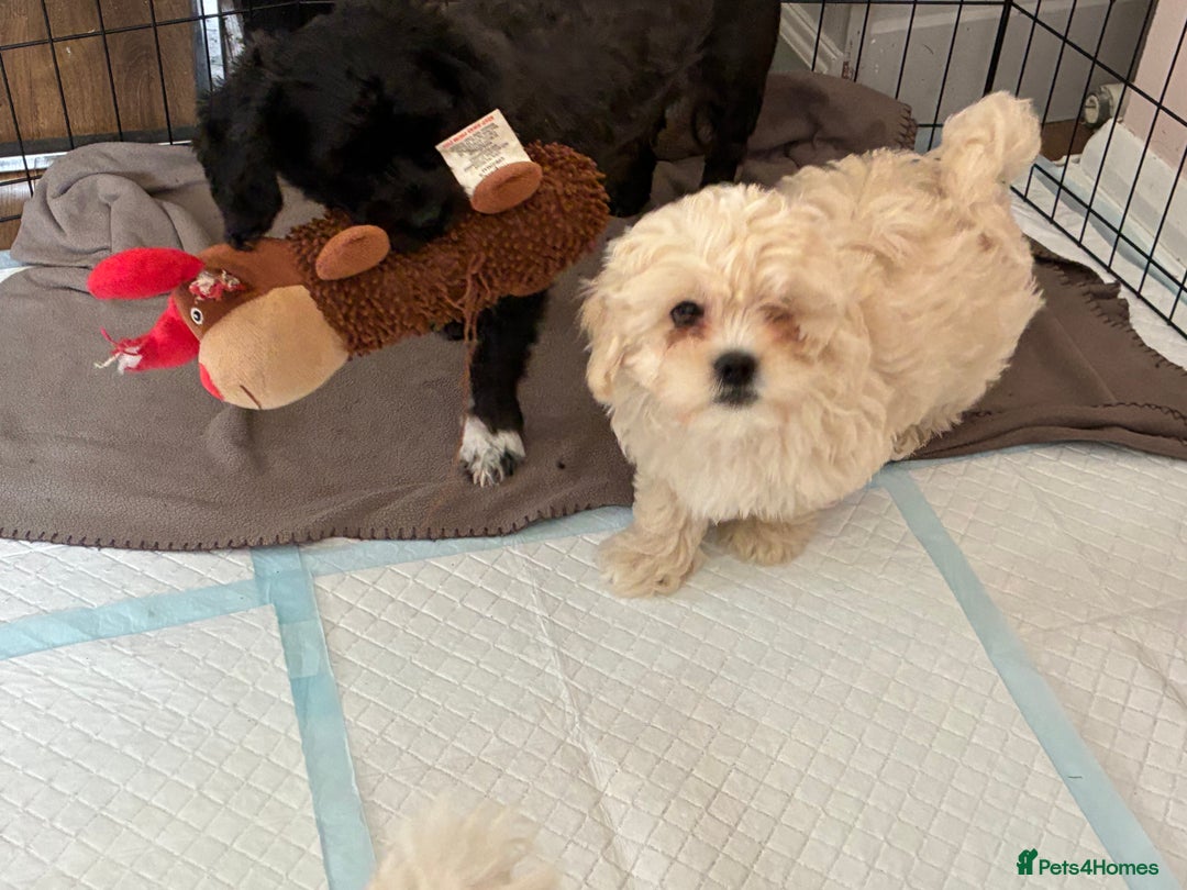 Shihpoo dogs for sale: Fluffy Teddybear pups - 2 boys left - Cute Shihpoo in Burnham-on-Crouch - Image 24