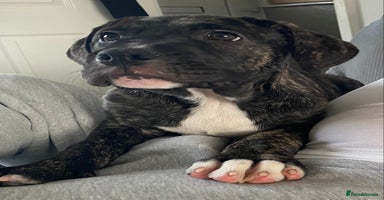 Mixed Breed dogs - Advert 10