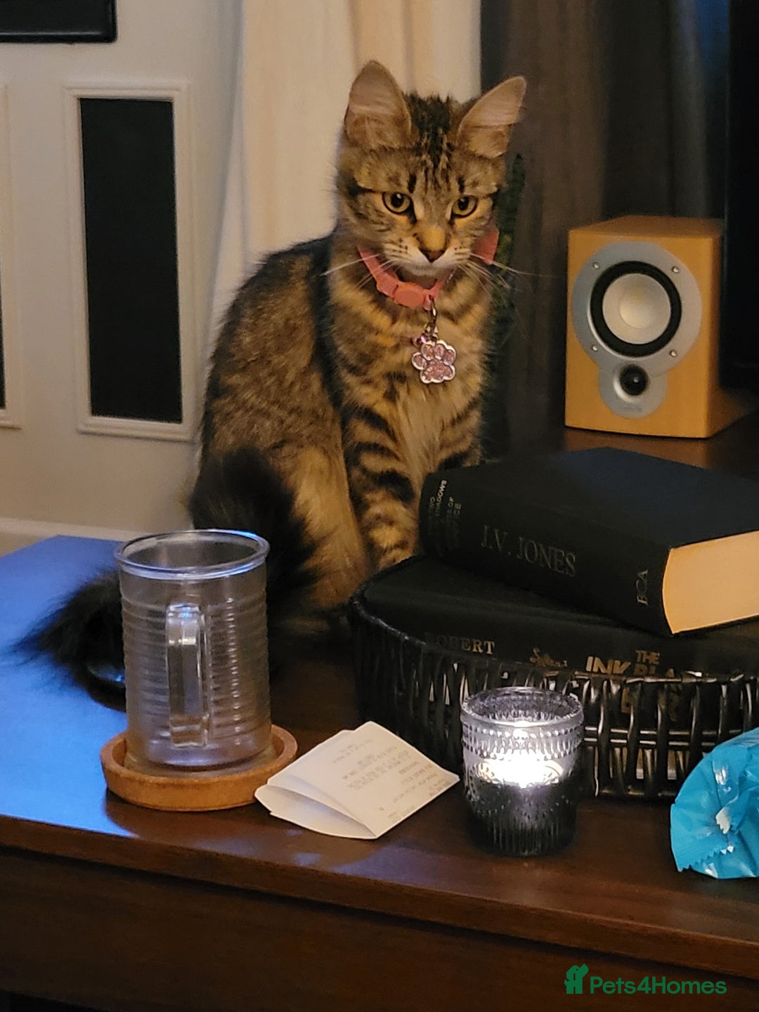 Mixed Breed cats for sale: Female 10 months - Image 1