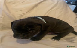 Staffordshire Bull Terrier dogs for sale: Staffordshire/American Staffordshire pups in Harrow - Image 6