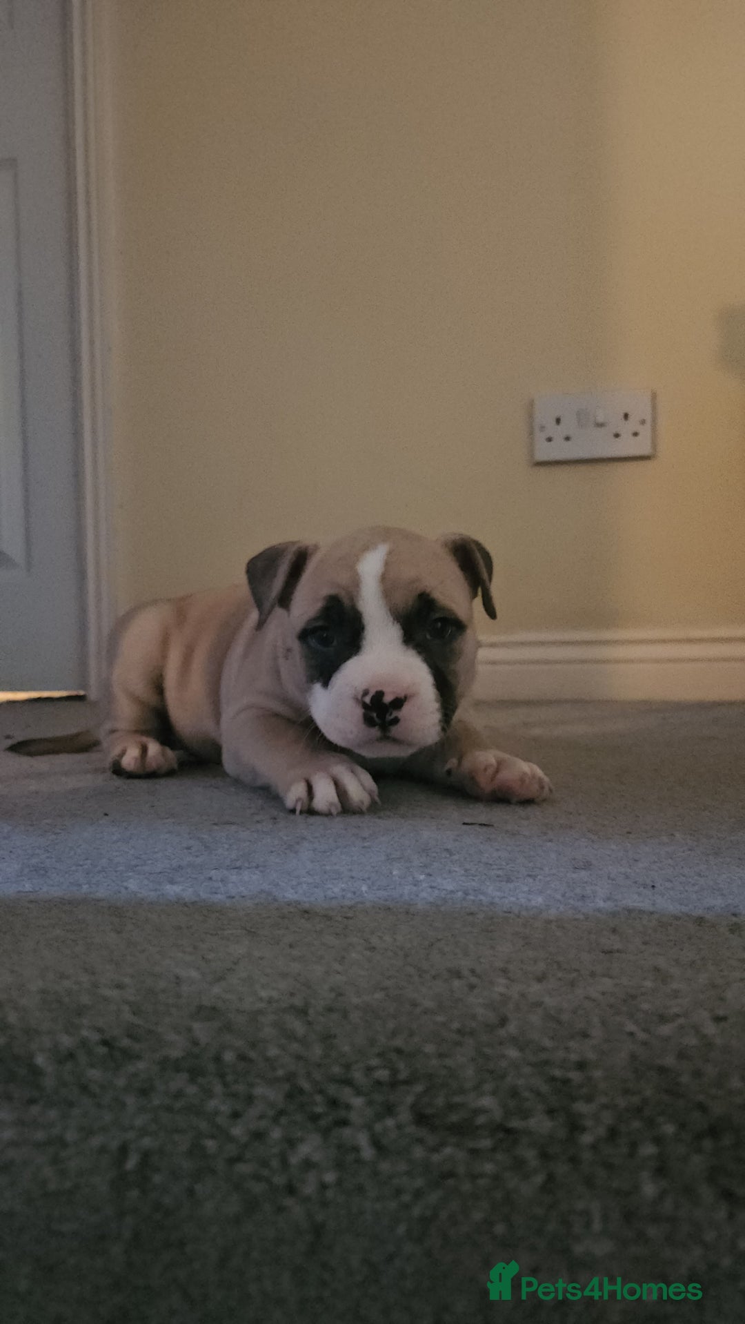 American Bully dogs for sale: 3 Females all Tri  - Advert 4