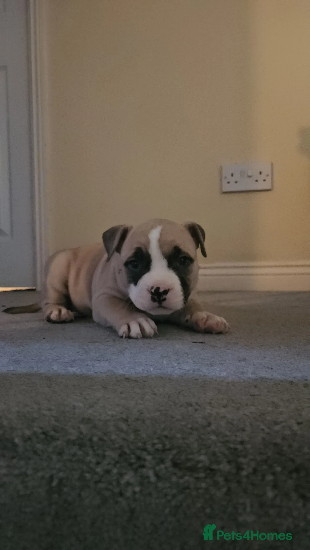American Bully dogs for sale: 3 Females all Tri  - Advert 4