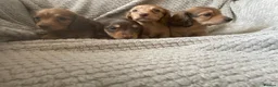 Miniature Dachshund dogs for sale: Qualiyy Miniature Long Haired Dachshunds in Bridgend - Advert 3