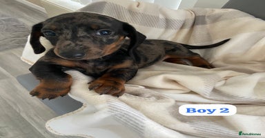 Dachshund dogs - Advert 1