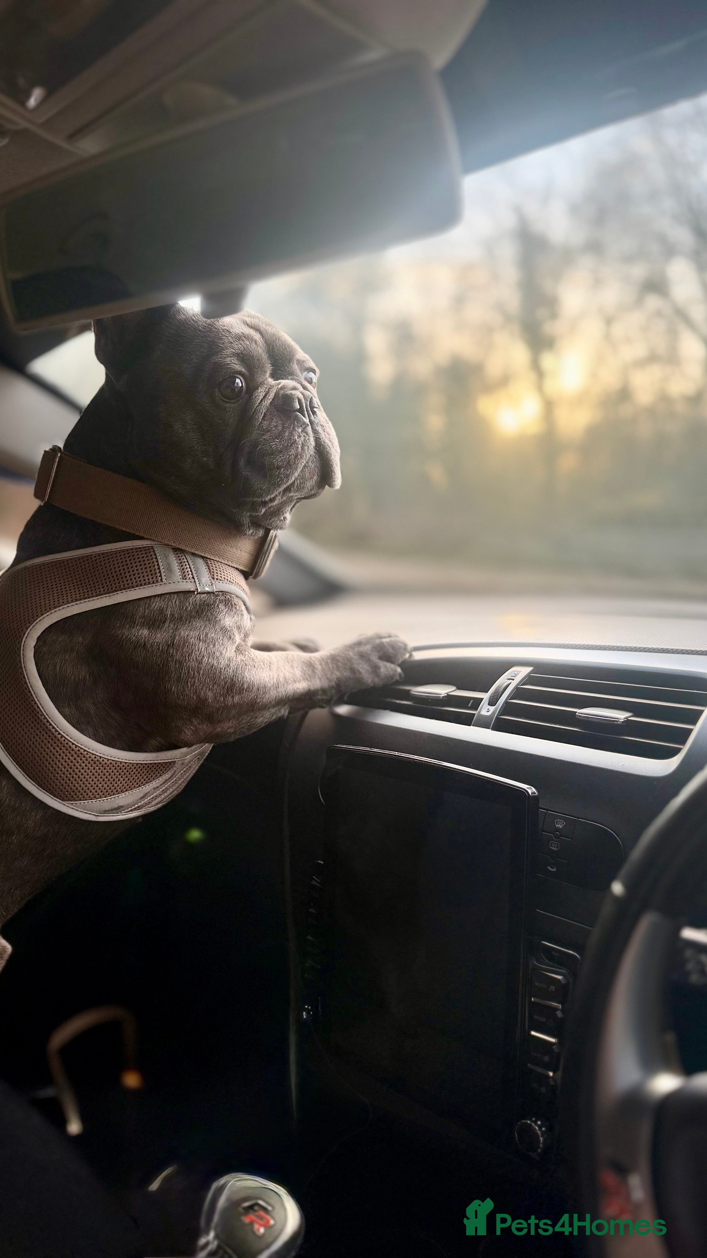 French Bulldog dogs 3 year old French bulldog - Bode  - Advert 6