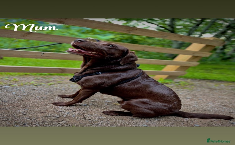 Labrador Retriever dogs - Advert 11