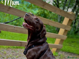 Labrador Retriever dogs - Advert 8