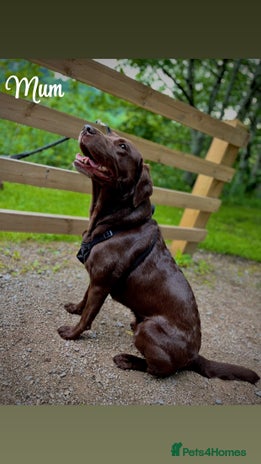 Labrador Retriever dogs - Advert 1