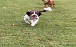 English Springer Spaniel dogs for stud: Springer spaniel Maccer for stud duties - Image 2