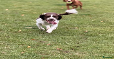 English Springer Spaniel dogs - Advert 13