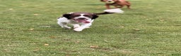 English Springer Spaniel dogs for stud: Springer spaniel Maccer for stud duties - Advert 2