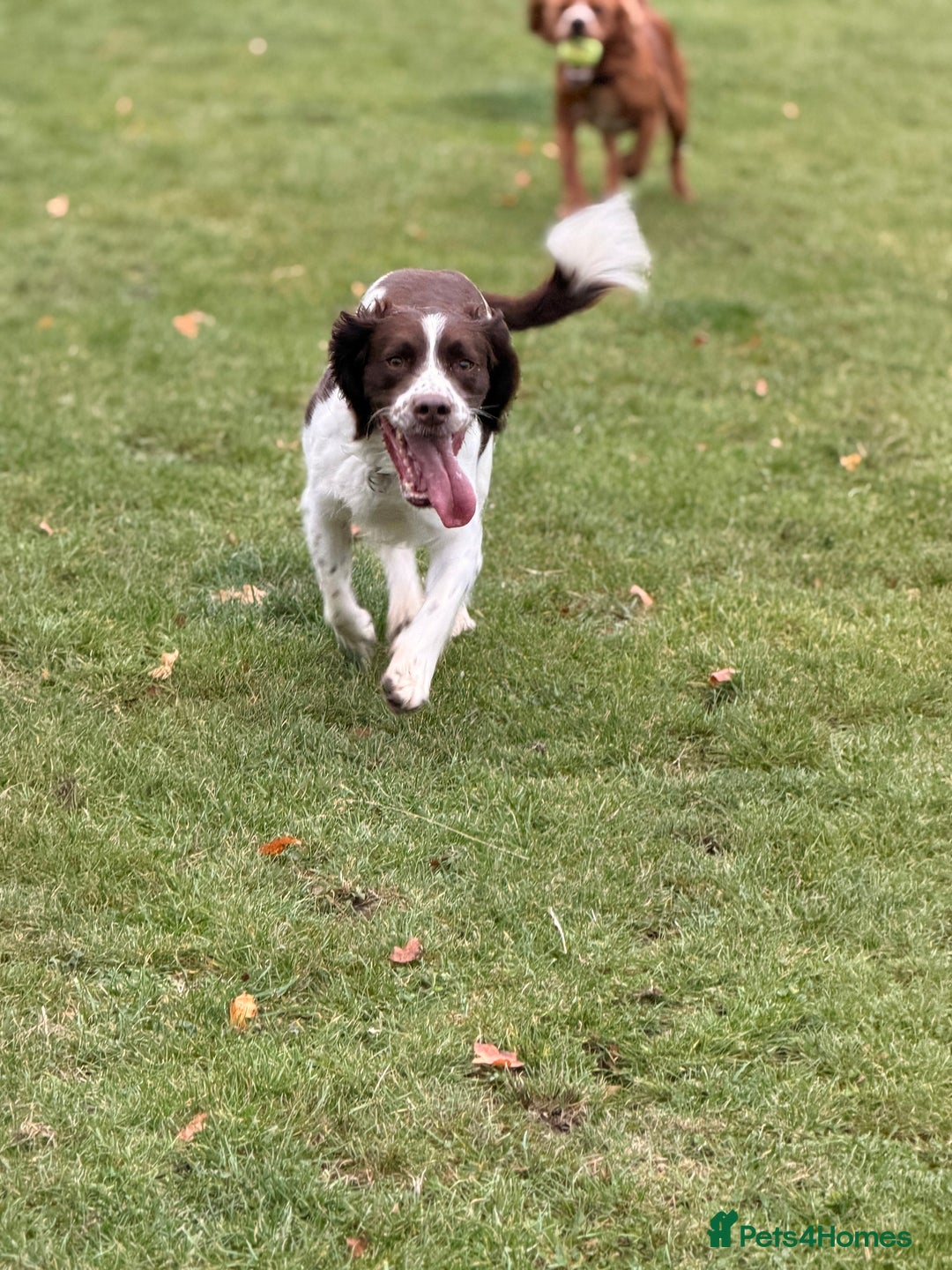 English Springer Spaniel dogs for stud: Springer spaniel Maccer for stud duties - Image 2