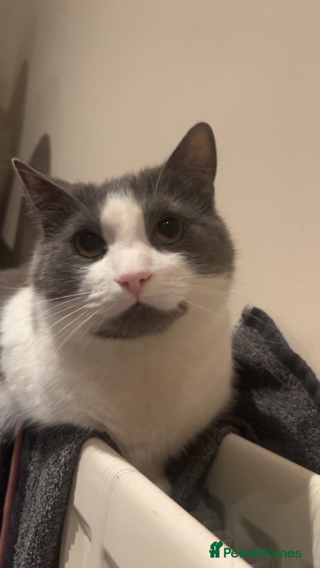 Mixed Breed cats for sale: Archie - Neutered Male House Cat  - Advert 3